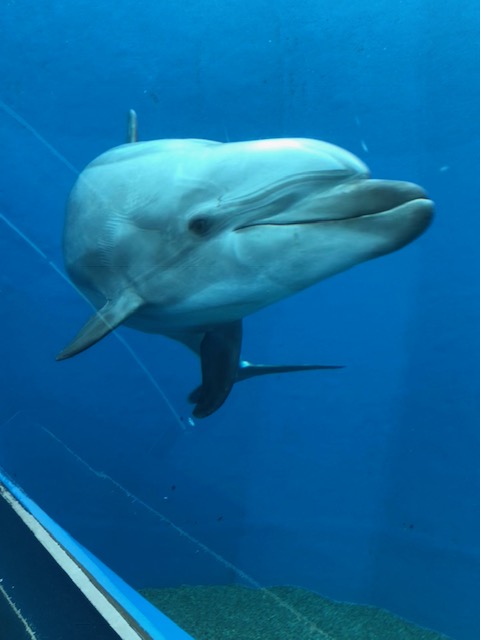 水族館(*^-^*)