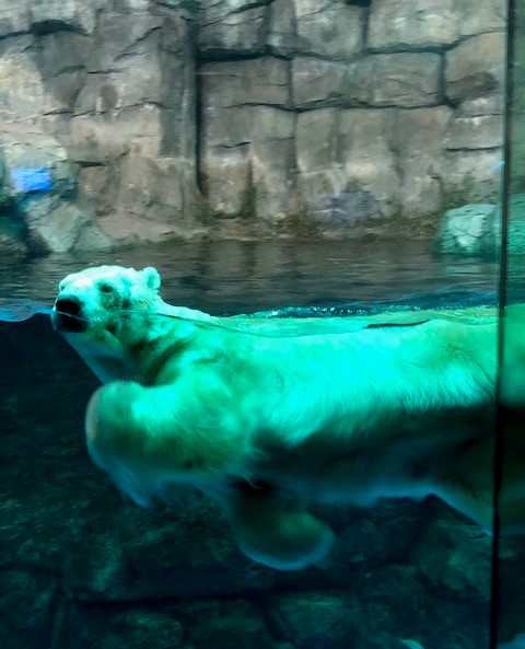 水族館(*^-^*)