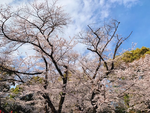 桜満開(*^-^*)