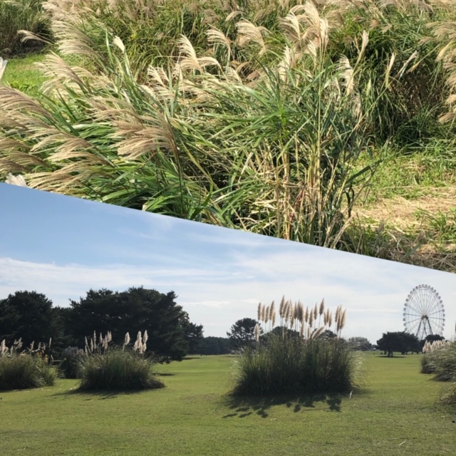 ひたち海浜公園