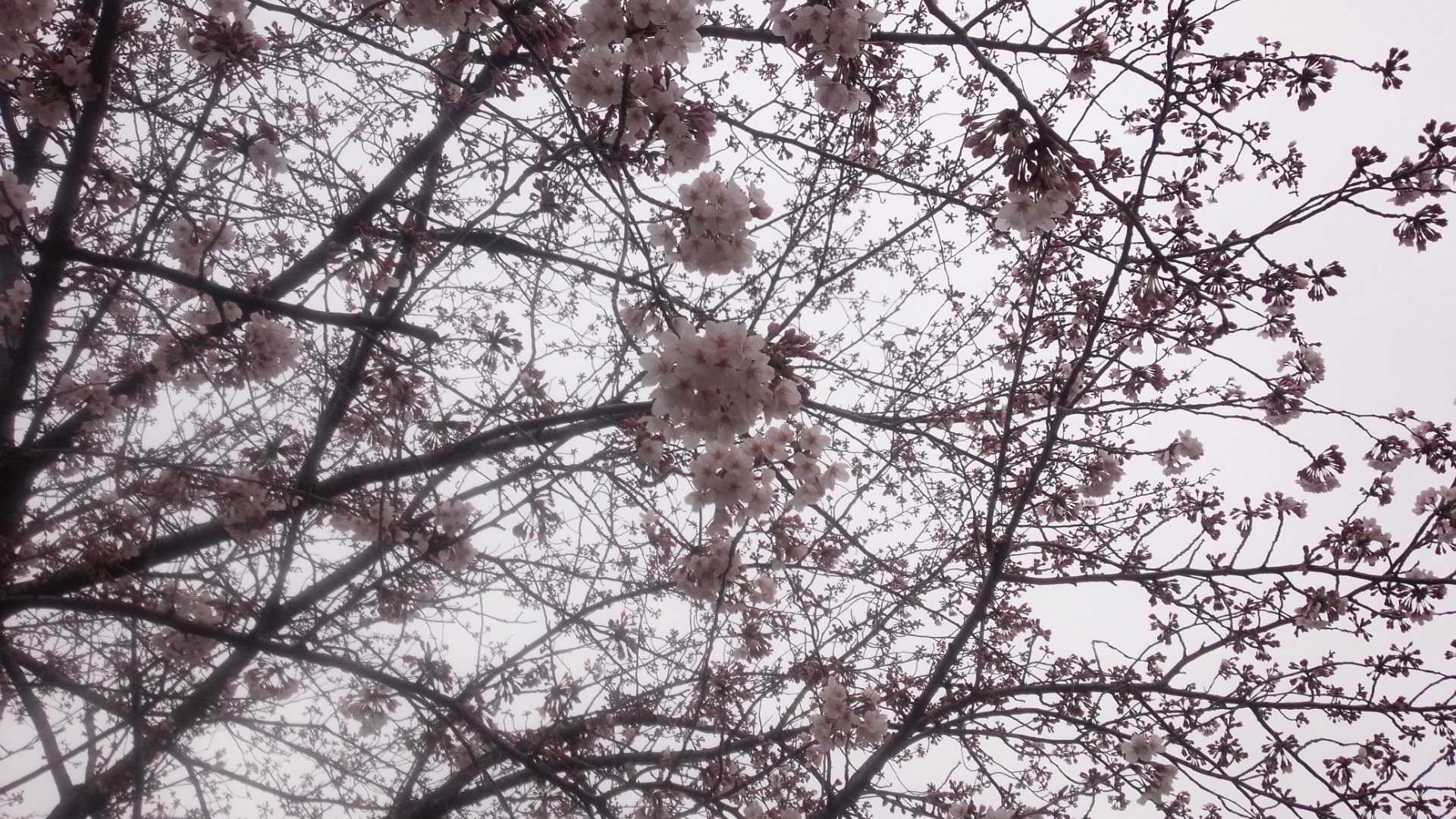 ☆満開の桜☆