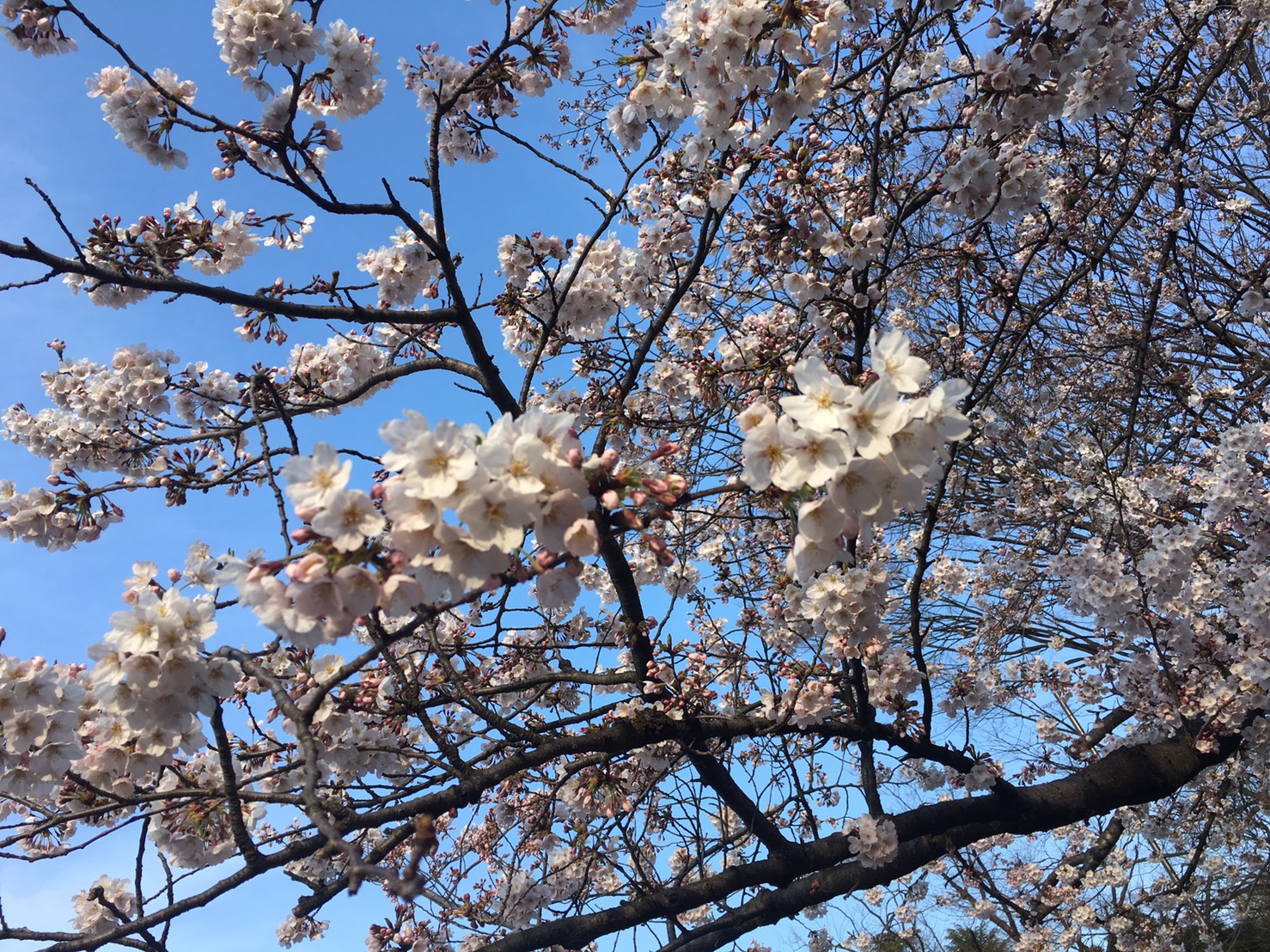 お花見?いちご?